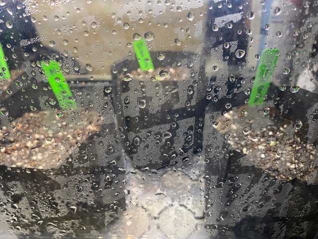 Auto Run #1 2025-2026 — seedling_rooting, day 4