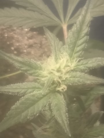 jay seaton  — done, day 139