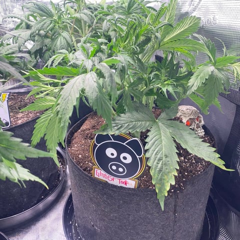 Auto Run #1 2025-2026 — vegetative, day 47