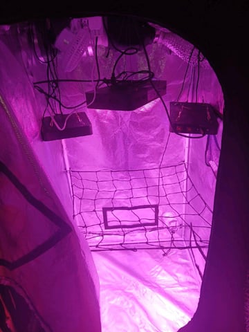 CountryG  — germination, day 1