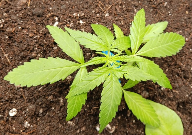 OG KUSH — vegetative, day 113