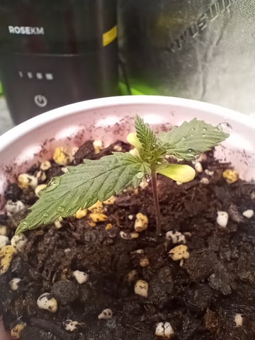 All Aboard!!! — seedling_rooting, day 11