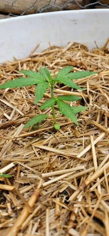 girl scout cookies (auto) — vegetative, day 22