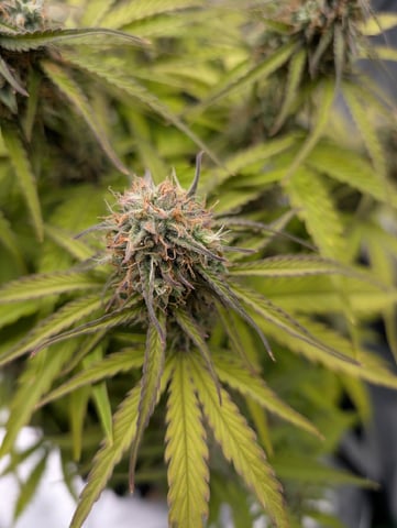 Titan F1 grow  — flower, day 76