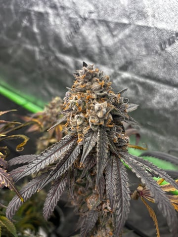 Pink Passion Fruit — flower, day 118