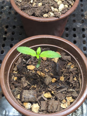 Audrey III — seedling_rooting, day 8