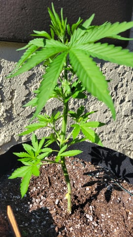 purple Kush, and Extra Large Kush — vegetative, day 20