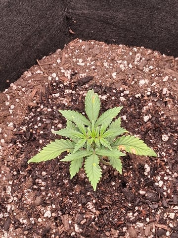 Lemon Cherry Cookies, Purple Haze and Strawberry Gorilla Grows — grow_setup, day 1