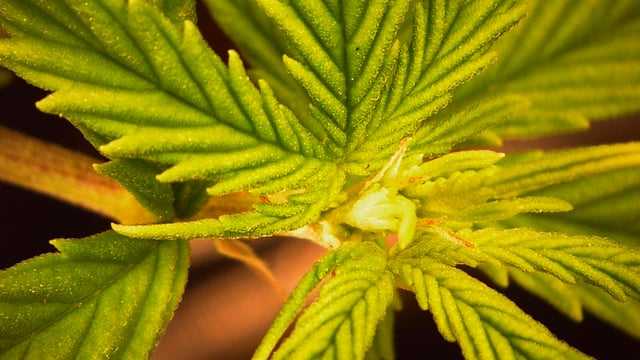 Bubblegum — vegetative, day 62