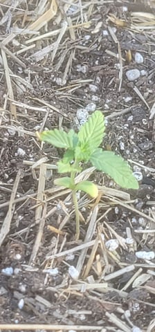 Mr Terp — seedling_rooting, day 9
