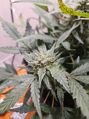 Mango Runtz — flower, day 71