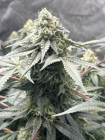 The Bling  — flower, day 117