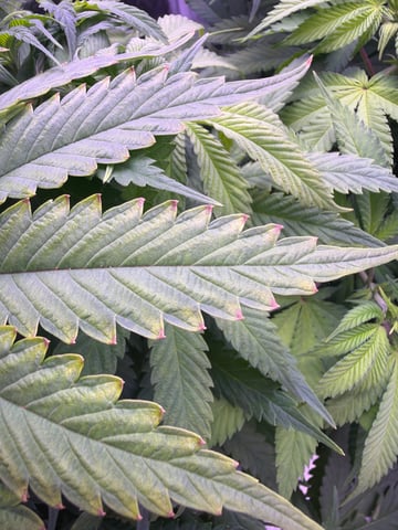 Cookies Haze — vegetative, day 64