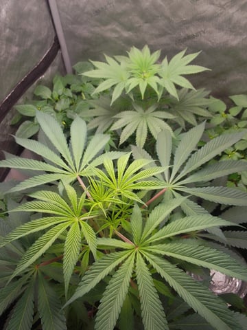 blue dream bag seed — vegetative, day 38