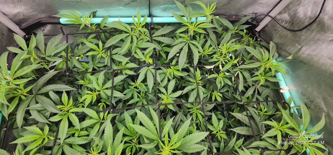 Punch Mints Pheno #2