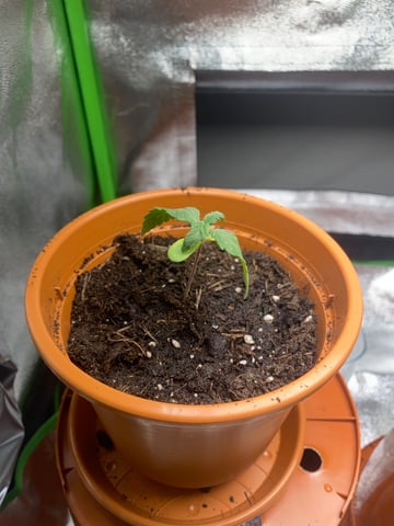 2nd Try — vegetative, day 16
