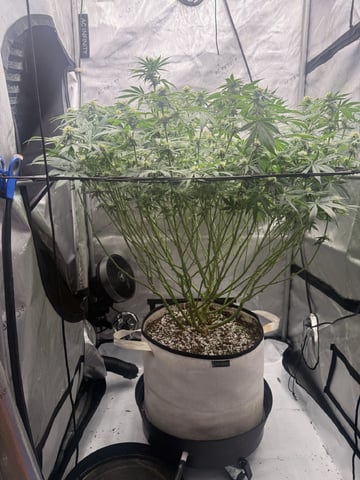 Another hard start! — flower, day 67