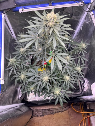 Aeque Genetics  — flower, day 22