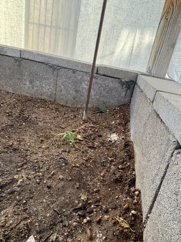 2 Mystery And Special Queen One Auto  — vegetative, day 18