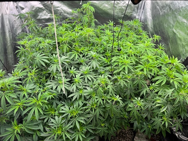 7 Strains 14 Plants  — vegetative, day 79