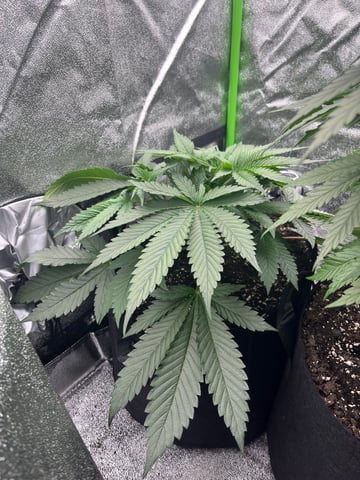 My First Four — flower, day 54