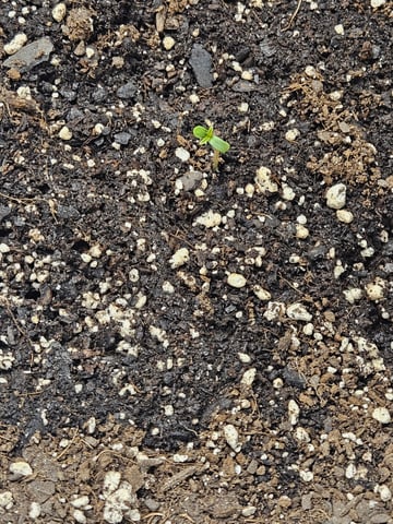 1st grom with SF SELF WATERING SYSTEM