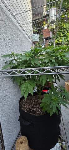 Mystery Weed Plant — vegetative, day 91