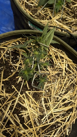 Sativa Summer Autos — flower, day 30