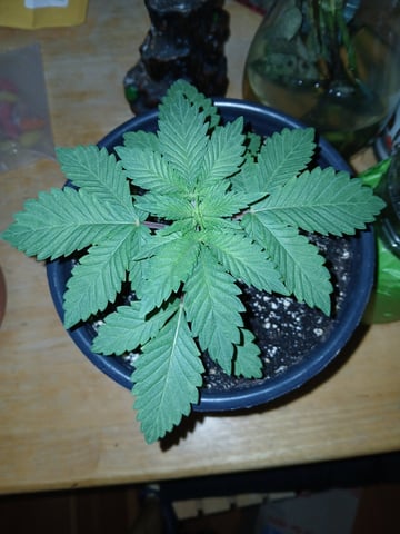 CountryG  — seedling_rooting, day 25