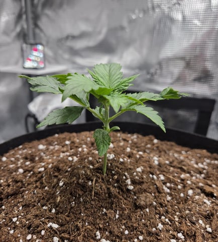August Grow — grow_setup, day 27
