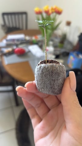 #1 momo (purple punch) — seedling_rooting, day 7