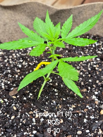 Outdoor Auto's (First Set) — vegetative, day 1