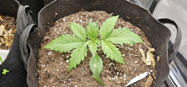 critical orange punch / strawberry soda — grow_setup, day 2