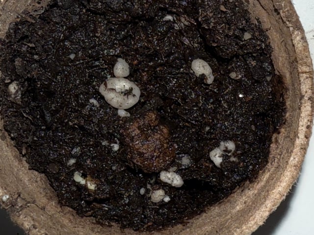 First Grow — seedling_rooting, day 1
