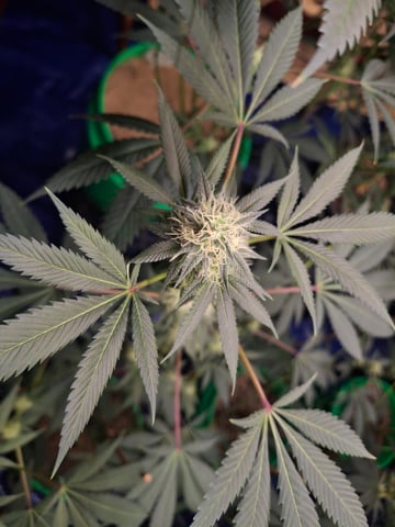 Astro cheese — flower, day 124