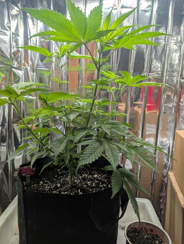 B E A utiful  — flower, day 52