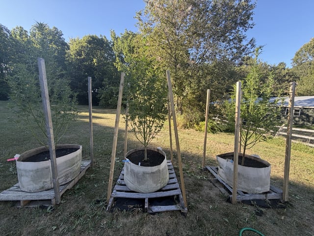 2026 Grow — flower, day 75