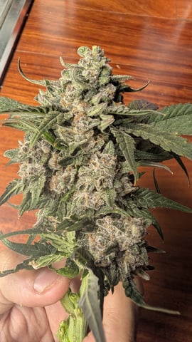 mephisto winter 2026 — harvest, day 69