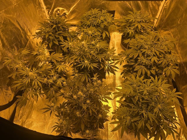 Autos AGAIN — flower, day 45