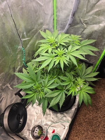 First grow — vegetative, day 41
