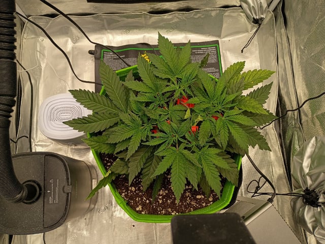 FastBuds Photo-Lemon Mandarin  — vegetative, day 41