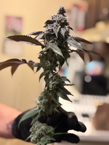 northern lights — vegetative, day 9