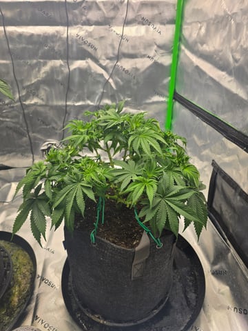 2nd grow round 2 — flower, day 45