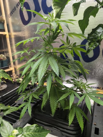 Black African Magic — vegetative, day 37