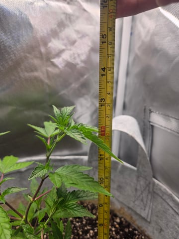 Looking for advice! — vegetative, day 17