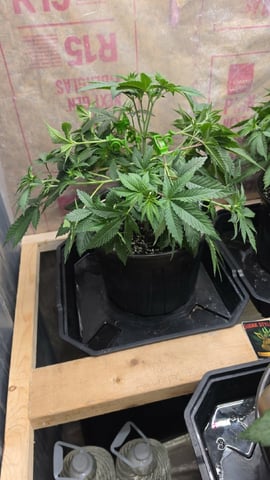 2nd Grow Sesh