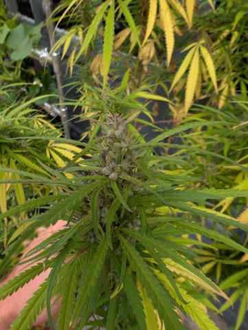 outdoor — flower, day 153