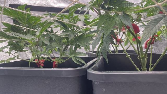 ❄️💚❄️WinterGrow❄️💚❄️ — vegetative, day 48