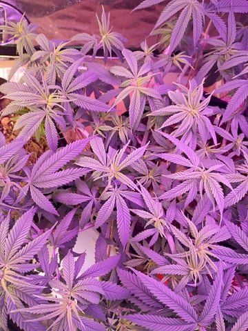 Purple Plum Perfect 💜 & 2 Grape Runtz 🍇 Mainlining garden.  — vegetative, day 102