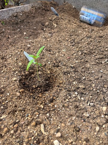 3 seeds  — vegetative, day 15